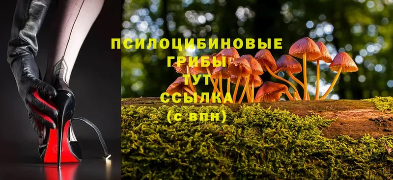 Псилоцибиновые грибы Magic Shrooms  Нестеров 